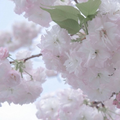 兽设森系风格设计兽圈社群